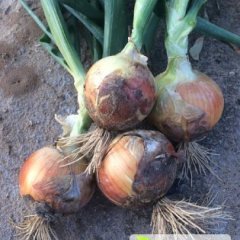 永昌朱王堡张志宝8月黄皮洋葱