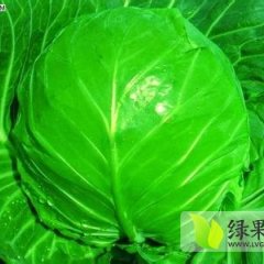 河北张家口蔚县千亩甘蓝圆白菜基地