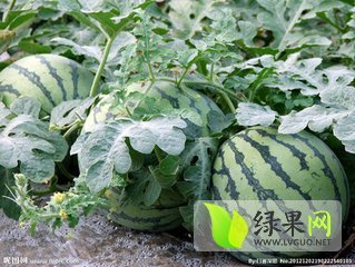 2015年河南通许龙卷风价格