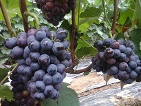 河北永年夏黑葡萄随行就市