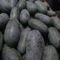 东明黑美人预售中 量大 货好 诚信经营