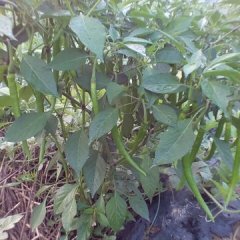 2015通许辣椒抓住商机无限