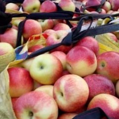 山西临猗美国八号苹果火热上市