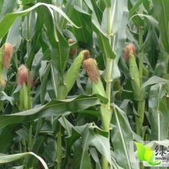 湖南君山哲单37玉米是名优特产