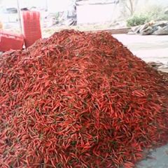 2015成武辣椒钱多人傻速来抢购