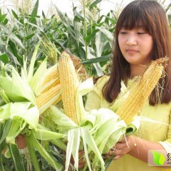 2015文安玉米价格波动不大