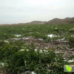 靖远西瓜著名品种,北滩李祖昇诚信合作