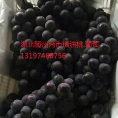 随州尚市夏文兵7月京亚葡萄