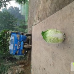 寿阳甘蓝名扬天下平头军平诚信合作