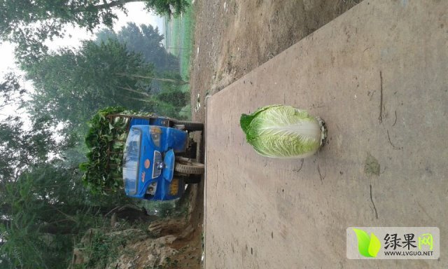 2015年山西寿阳卷心菜价格