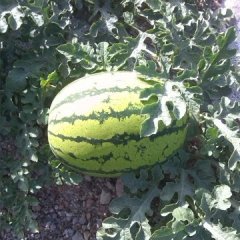 会宁西瓜何去何从,郭城曹永泽诚信合作