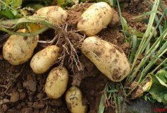 河北围场荷兰十五土豆长势旺盛