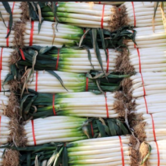 平度大葱口感爽口,张戈刘知青诚信合作