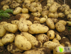 山东平度荷兰十五土豆营养丰富