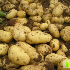 山东平度荷兰十五土豆营养丰富