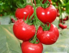 寿光现代袁素娟1月米兰518硬粉蕃茄种子
