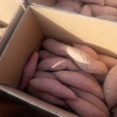 威县固献刘云7月龙署九号红薯