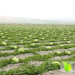 会宁良田几千亩西瓜