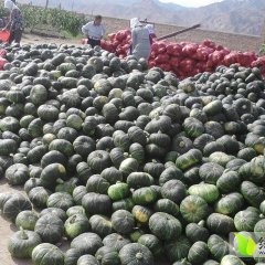 内蒙古海拉尔爱碧斯绿瓜火爆上市中