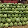 河南扶沟花皮无籽大量上市价格下跌一毛左右