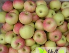2015大荔苹果收购工作全面开展