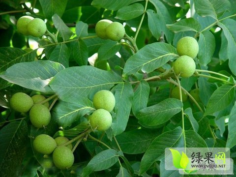 2015年陕西大荔8518核桃价格