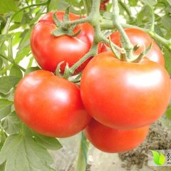 河北乐亭西红柿大量上市了