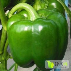 河北乐亭园椒辣椒火热上市