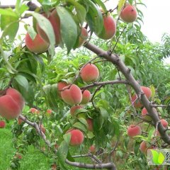 河北乐亭大久保蜜桃聚焦市场