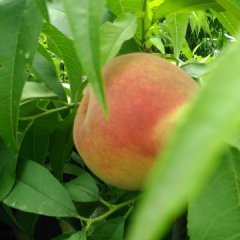 陕西大荔郑5蜜桃名扬天下