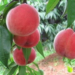 大荔7月北京八号蜜桃色泽红艳