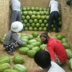 会宁郭城汪博7月丰抗八号西瓜