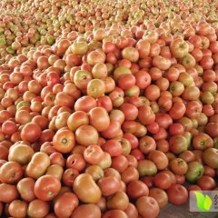 辽宁凌海硬粉传奇西红柿七月上旬大量上市