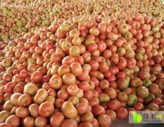 辽宁凌海硬粉传奇西红柿七月上旬大量上市