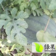 深州西瓜营养丰富,北溪杨大哥诚信合作