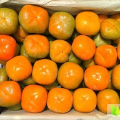 大荔 东三马云龙7月7月黄柿子