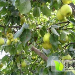 陕西红香酥梨价格稳定行情好