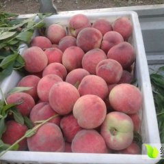 陕西大荔北京八号毛桃秦王毛桃供应中