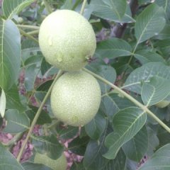 陕西大荔清香核桃火热上市