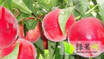 超越桃蜜桃是名优特产