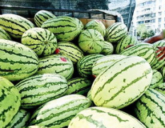 陕西合阳长花瓜西瓜逐渐升温