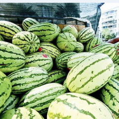 陕西合阳长花瓜西瓜逐渐升温