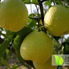 蒲城梨长势旺盛,埝桥朱良喜诚信合作