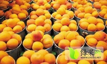 2015砀山蜜桃现在订货有惊喜