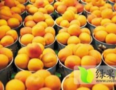 2015砀山蜜桃现在订货有惊喜