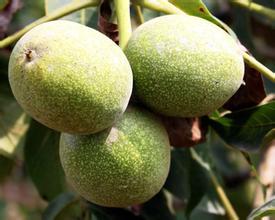 青皮核桃，清香核桃