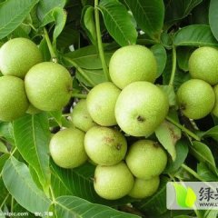 供应 四川青皮核桃，薄皮核桃.