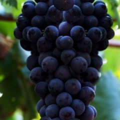 2015大荔葡萄俏销大江南北