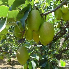 陕西大荔红香酥梨聚焦市场