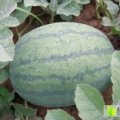 开封县范村小周6月冠龙西瓜
